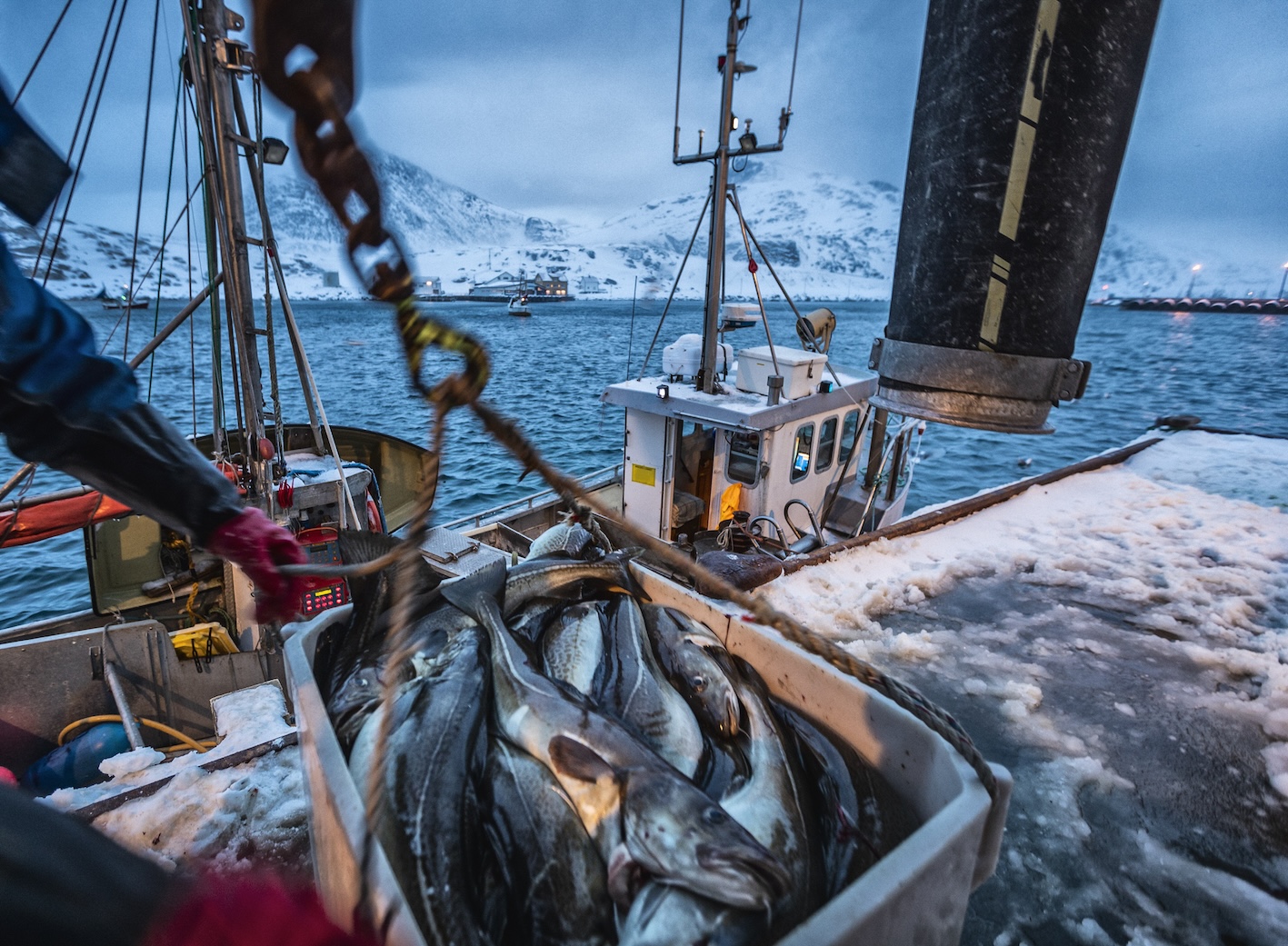 Cod fisheries 